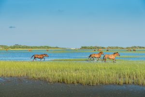 Wild horses on Carrot Island/ Rachel Carson Reserve across Taylor's Creek from downtown Beaufort. Wild horses on Carrot Island/ Rachel Carson Reserve across Taylor's Creek from downtown Beaufort.