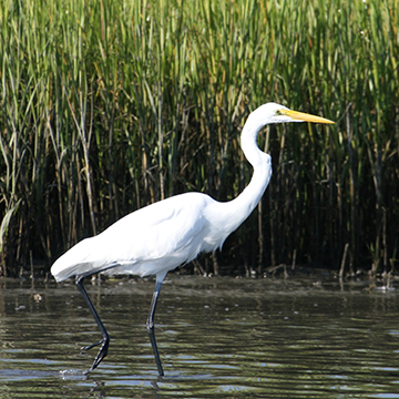 AreaInfo_Activities_Links_360x360_v2_0015_Birding