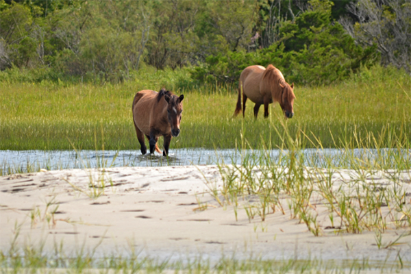 Wild horses at Rachel Carson Reserve | Beaufort Paddle Wild horses at Rachel Carson Reserve | Beaufort Paddle