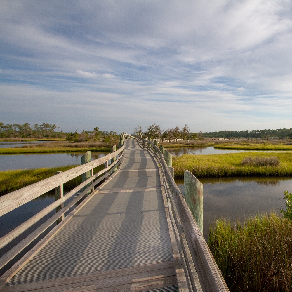 Boardwalk at Croatan National Forest Boardwalk at Croatan National Forest