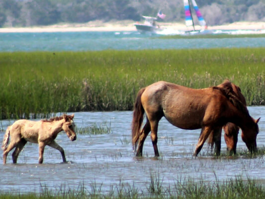Capt. Ron's Island Tours - wild horses