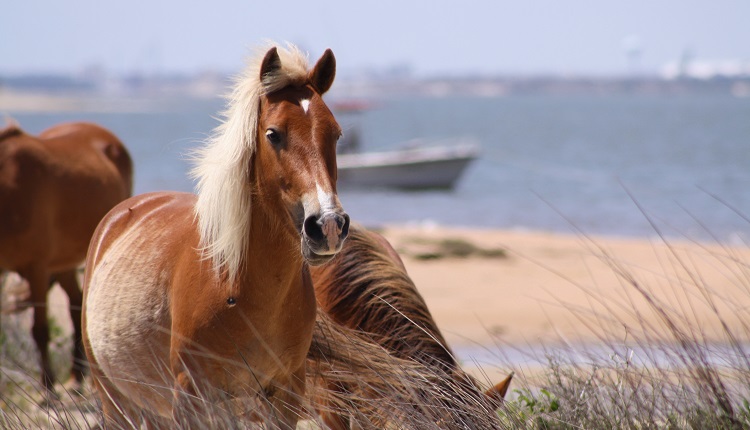 Wild horse watching - Crystal Coast Ecotours Wild horse watching - Crystal Coast Ecotours