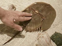 EIR-Attractions-200x150 Emerald Isle Atrractions