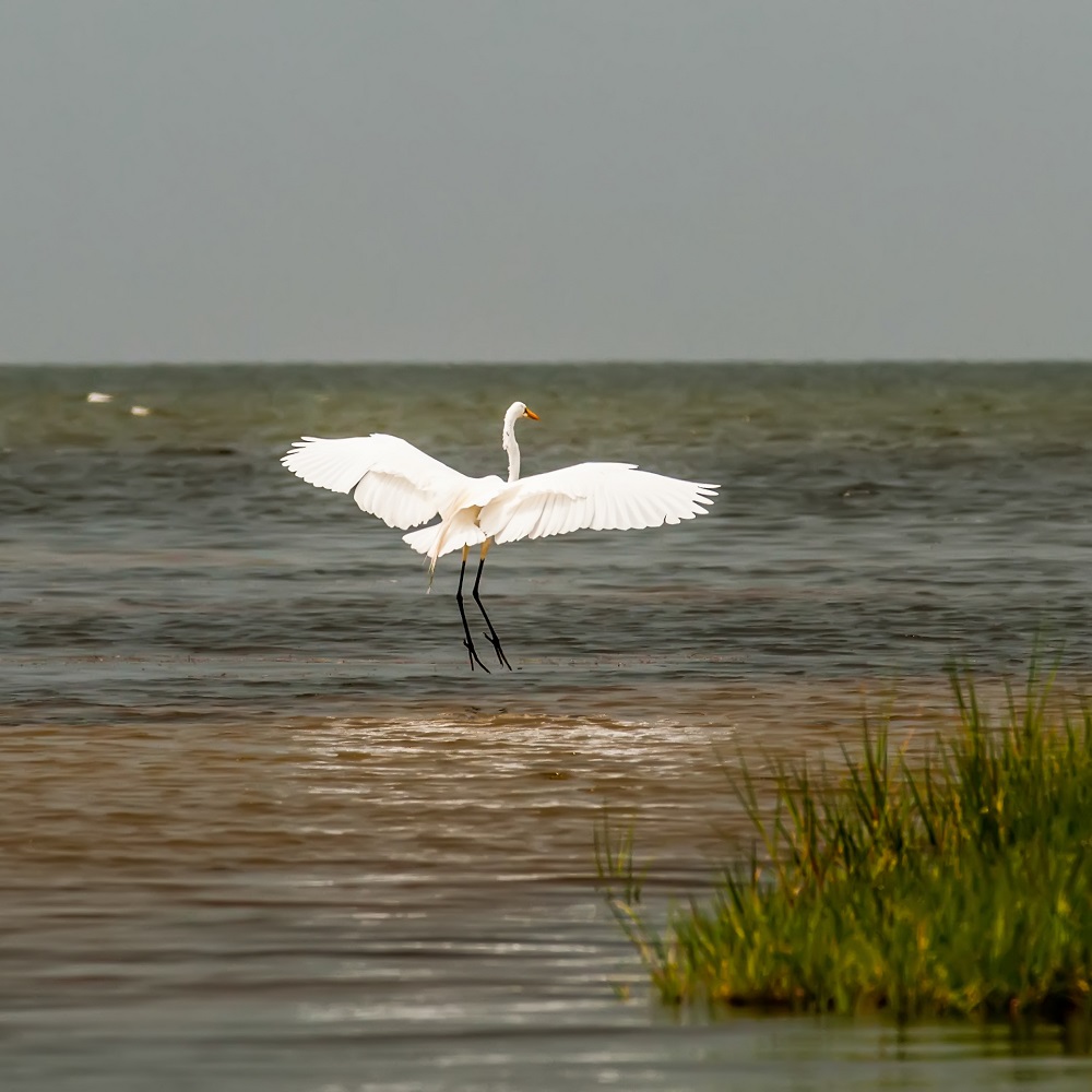 Birding on Cedar Island, NC Birding on Cedar Island, NC