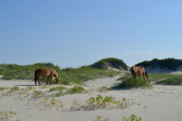 Wild horses grazing on NC's Southern Outer Banks Wild horses grazing on NC's Southern Outer Banks