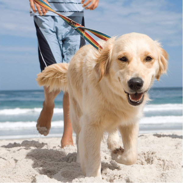 Pet-friendly Vacation Rentals in Emerald Isle, NC